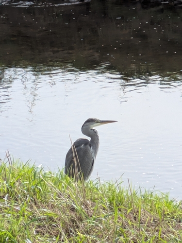 Grey Heron