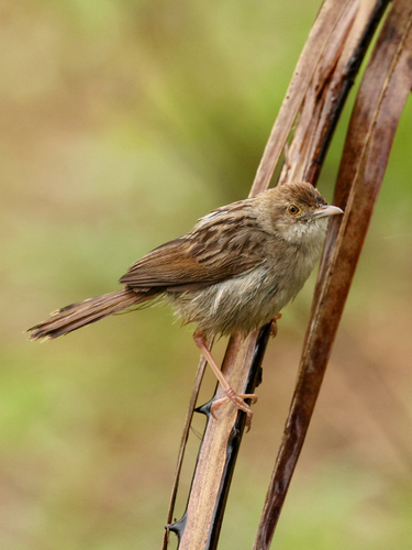 iNaturalist image