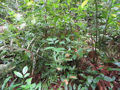 Scleria secans