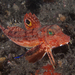 Spiny Gurnard - Photo (c) mattdowse, some rights reserved (CC BY-NC), uploaded by mattdowse