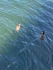 Podiceps cristatus