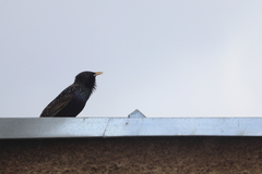 Sturnus vulgaris