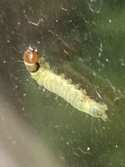 Pantographa limata