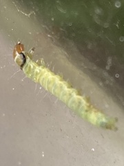 Pantographa limata