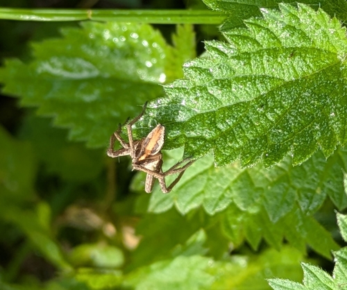 European Nursery Web spider