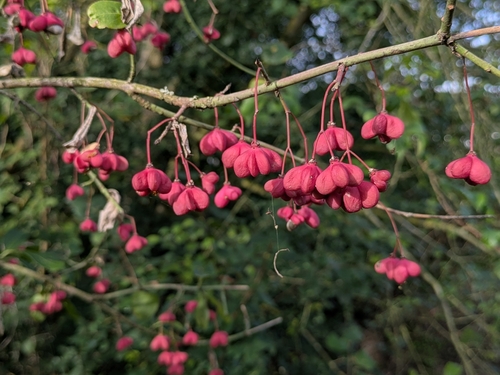 Spindle
