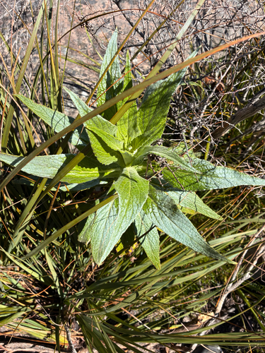 Calomeria amaranthoides, 2026-09-28