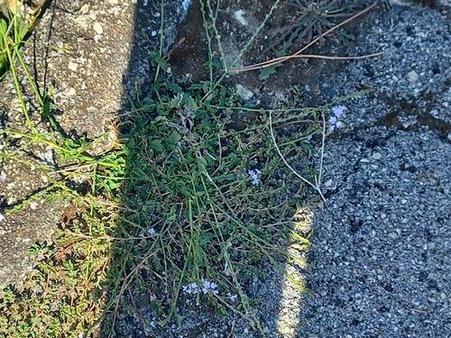 Common vervain