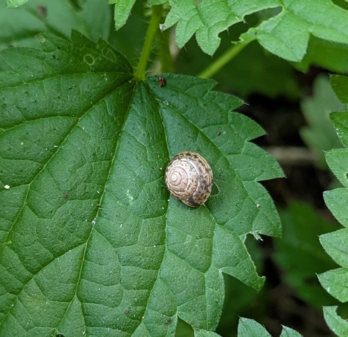 Girdled Snail