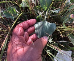 Calystegia subacaulis subacaulis
