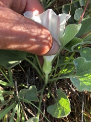 Calystegia subacaulis subacaulis