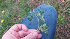 Peucedanum oreoselinum