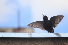 Sturnus vulgaris