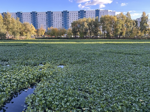 Наблюдение на iNaturalist