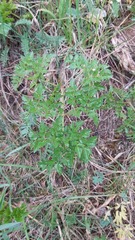 Peucedanum oreoselinum