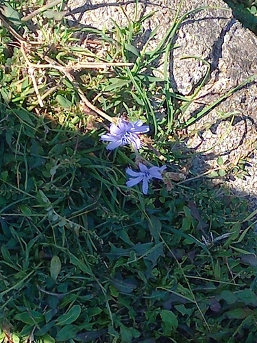 chicory