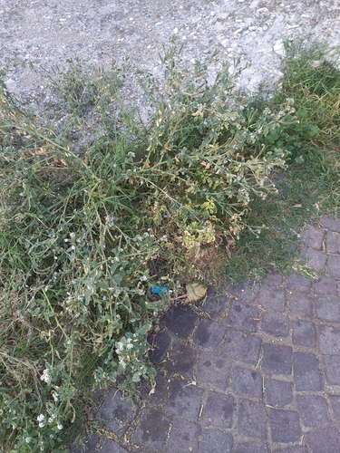 European heliotrope