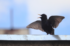 Sturnus vulgaris