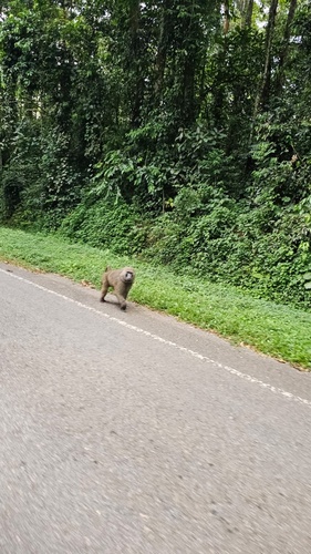 Olive Baboon