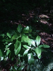 Morella caroliniensis