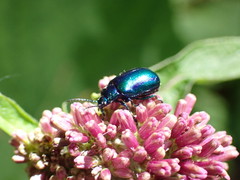 Oreina cacaliae