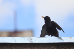 Sturnus vulgaris