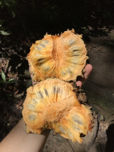 Annona (Annona purpurea)