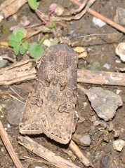 Agrotis bigramma