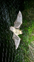 Myotis thysanodes