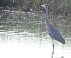 Ardea cinerea
