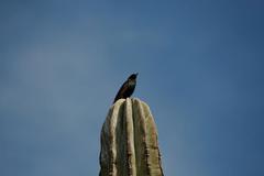 Sturnus vulgaris