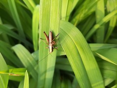 Eobiana engelhardti