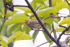 Orthotomus sepium
