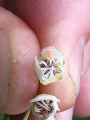 Dasineura oxyacanthae