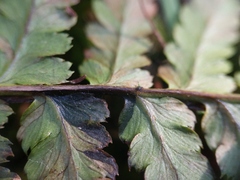 Dryopteris × boottii