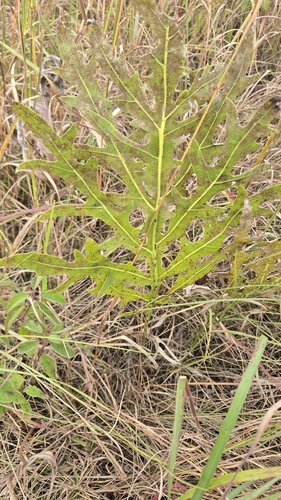 compass plant
