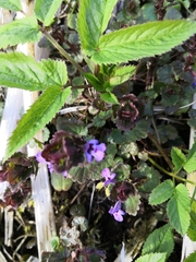 Glechoma hederacea