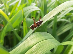Eobiana engelhardti