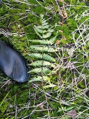 Dryopteris × boottii