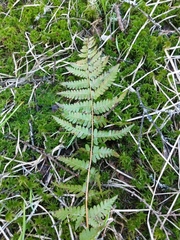 Dryopteris × boottii
