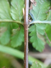 Dryopteris × boottii