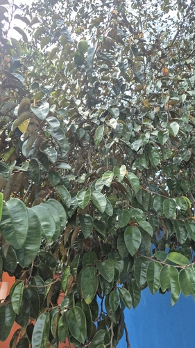 Chrysophyllum cainito observed 2026-09-29
