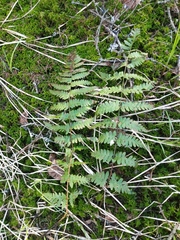 Dryopteris × boottii