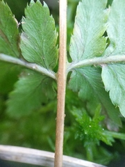 Dryopteris × boottii