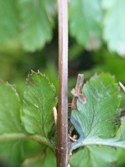 Dryopteris × boottii