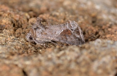 Ctenoplusia accentifera