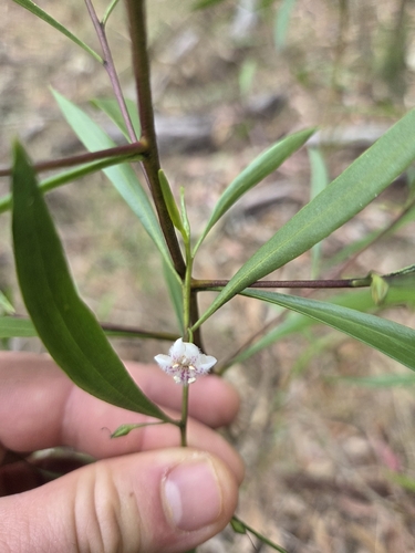 Myoporum montanum observed 2026-09-28
