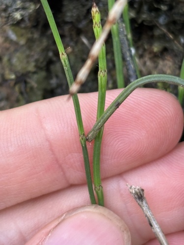 Equisetum bogotense observed 2026-09-28