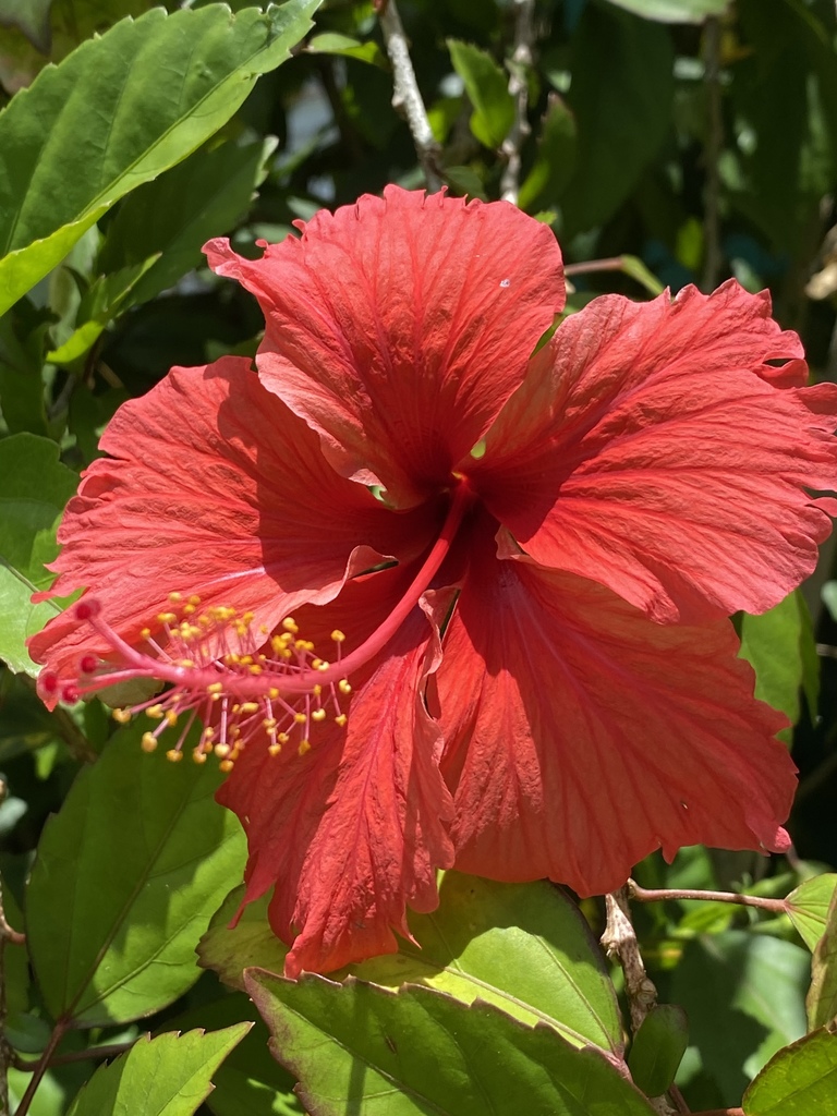 Hibiscus × archeri from Sint Maarten, SX on May 21, 2020 at 12:49 PM by ...