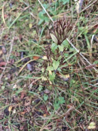 Gentianella amarella observed 2026-09-29